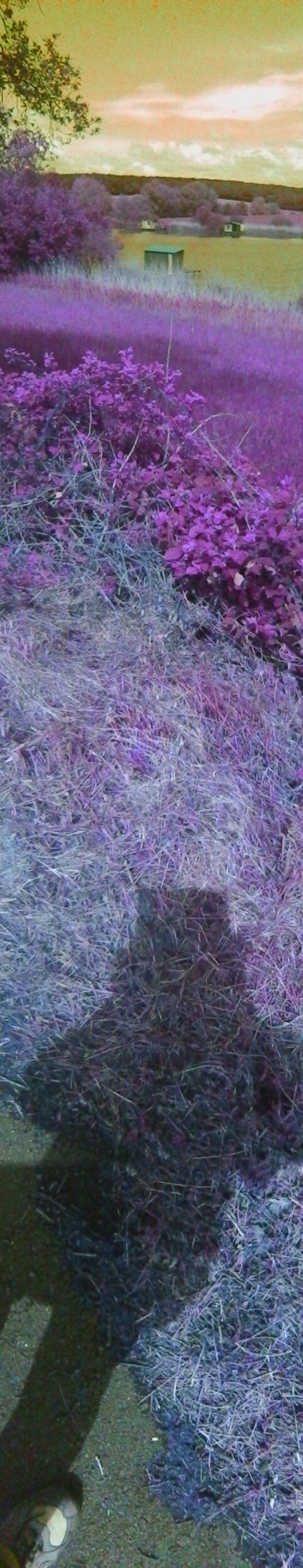 P_20180516_140335_PN_2