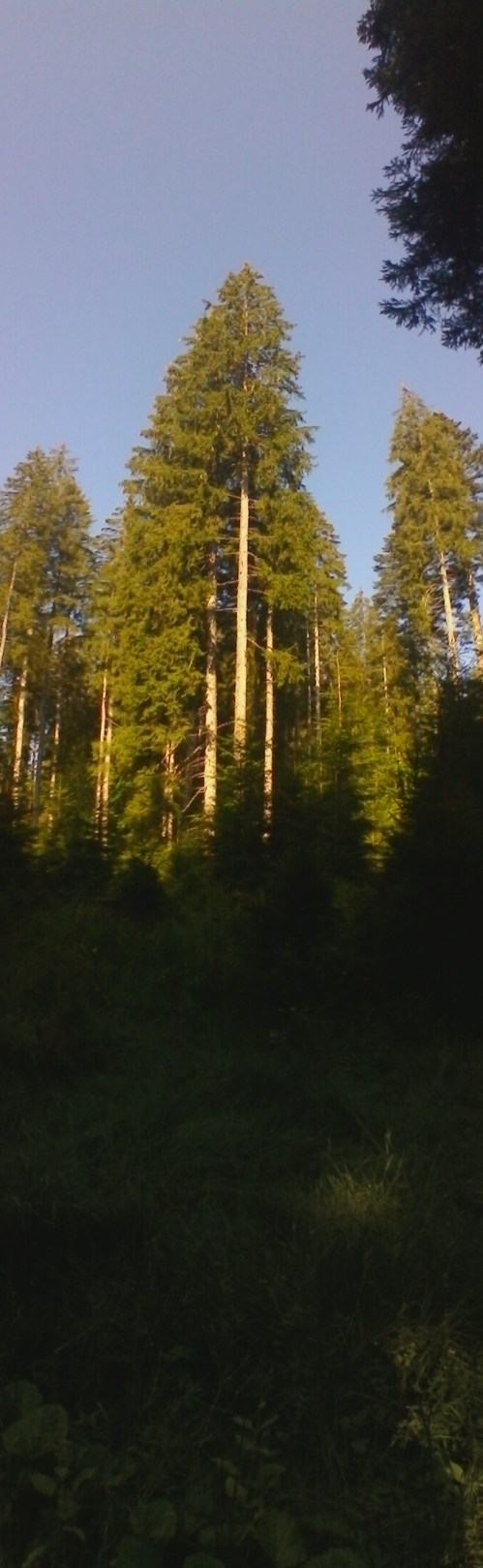 P_20180718_085700_PN