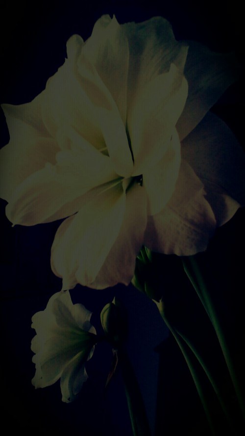 P_20190201_154024_EFF_1_1_1_1