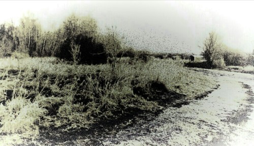 P_20190206_081804_EFF_1_2_1_1_1_2_1_1_1_1_1_1_1_1_1_2_2