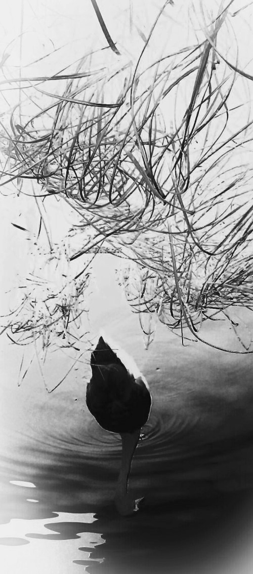 P_20190225_081229_EFF_1_2_2_1_1_1