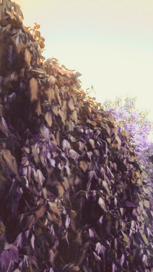 P_20190515_184607_EFF_1_2_1